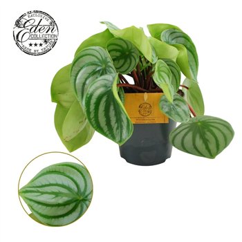 Peperomia argyreia Argyreia 12cm 20cm 12cm Q2705
