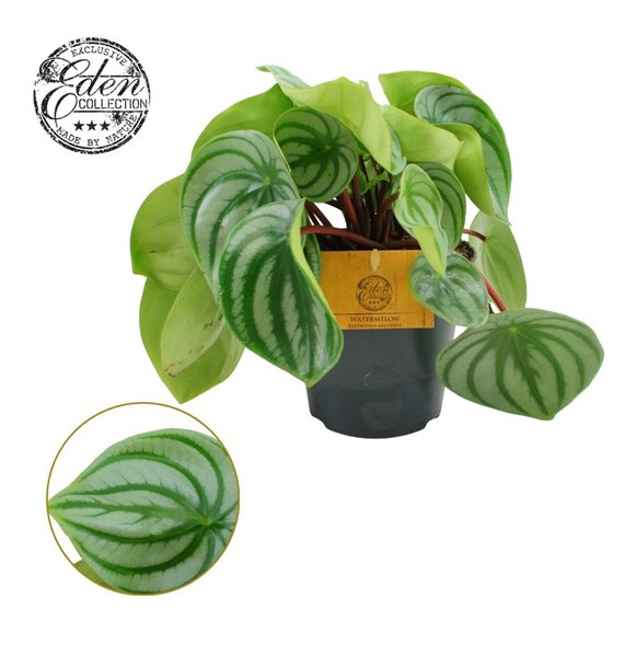 Peperomia argyreia Argyreia 12cm 20cm 12cm Q2705