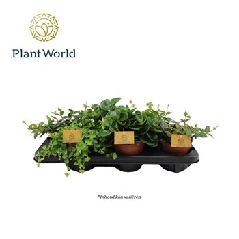 Peperomia mix mixed 12cm 20cm 12cm Q2709