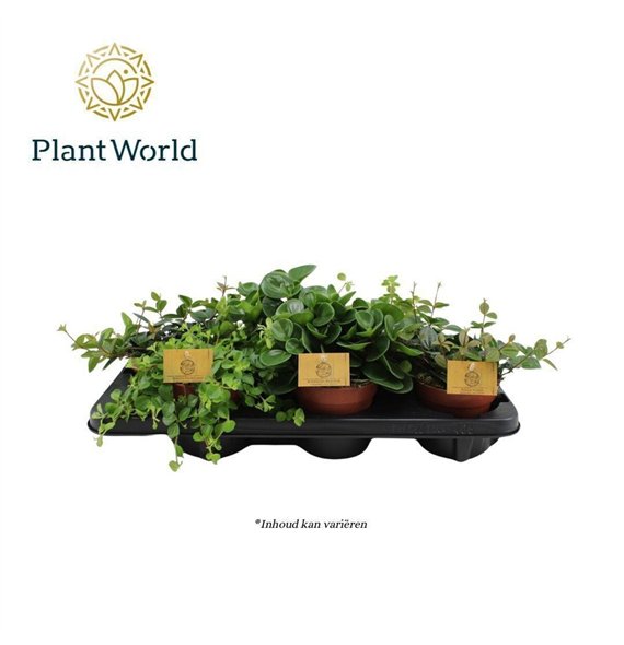 Peperomia mix mixed 12cm 20cm 12cm Q2709