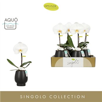Orhideja Phalaenopsis wit Singolo Tosha in Abruzzo Black Aquo1 fl  1 stems plnt 1000 gram 40cm 9cm Q3169