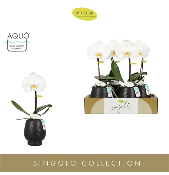 Orhideja Phalaenopsis wit Singolo Tosha in Abruzzo Black Aquo1 fl  1 stems plnt 1000 gram 40cm 9cm Q3169