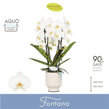 Orhideja Phalaenopsis wit Fontano Versailles 2 spike in Emilia White Aquo 15 fl  stems plnt 2000 gram 60cm 12cm Q3314