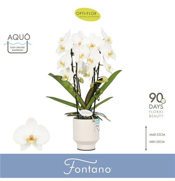 Orhideja Phalaenopsis wit Fontano Versailles 2 spike in Emilia White Aquo 15 fl  stems plnt 2000 gram 60cm 12cm Q3314