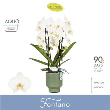 Orhideja Phalaenopsis wit Fontano Versailles 2 spike in Emilia Green Aquo 15 fl  stems plnt 2000 gram 60cm 12cm Q3315