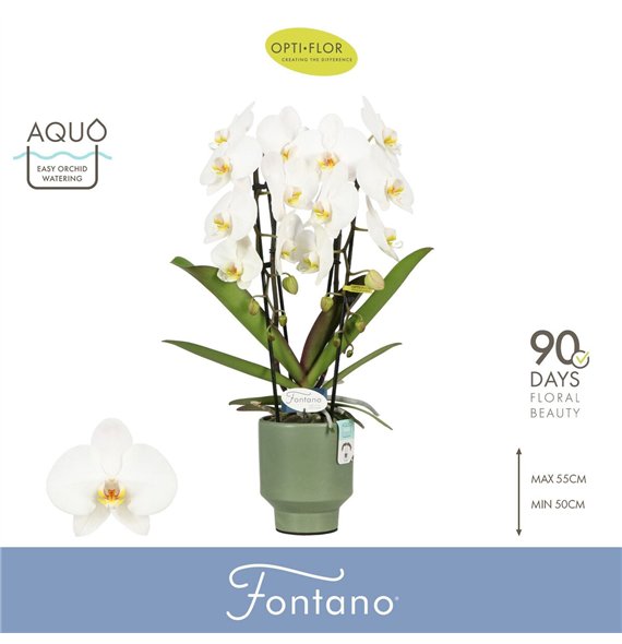 Orhideja Phalaenopsis wit Fontano Versailles 2 spike in Emilia Green Aquo 15 fl  stems plnt 2000 gram 60cm 12cm Q3315