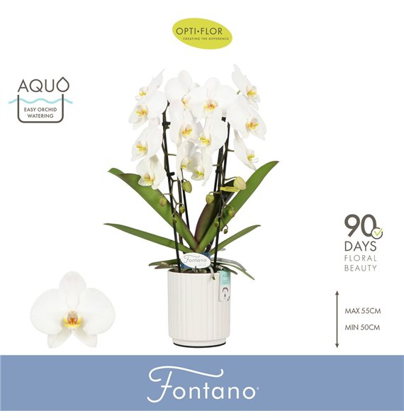 Orhideja Phalaenopsis anthura madrid Fontano Versailles 2 spike in Molise White Aquobl  stems plnt 2000 gram 60cm 12cm Q3318