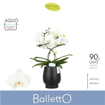 Orhideja Phalaenopsis wit Balletto Wing 2 spike in Abruzzo Black Aquo16 fl  stems plnt 2000 gram 40cm 12cm Q3329