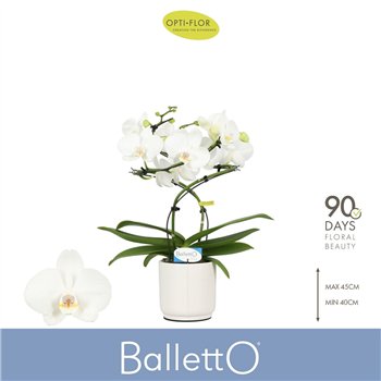 Orhideja Phalaenopsis wit Balletto Wing 2 spike in Lazio White 16 fl  stems plnt 1000 gram 40cm 12cm Q3330