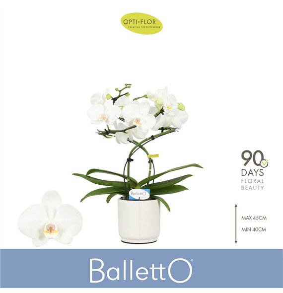 Orhideja Phalaenopsis wit Balletto Wing 2 spike in Lazio White 16 fl  stems plnt 1000 gram 40cm 12cm Q3330