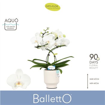 Orhideja Phalaenopsis wit Balletto Wing 2 spike in Emilia White Aquo 16 fl  stems plnt 2000 gram 40cm 12cm Q3331