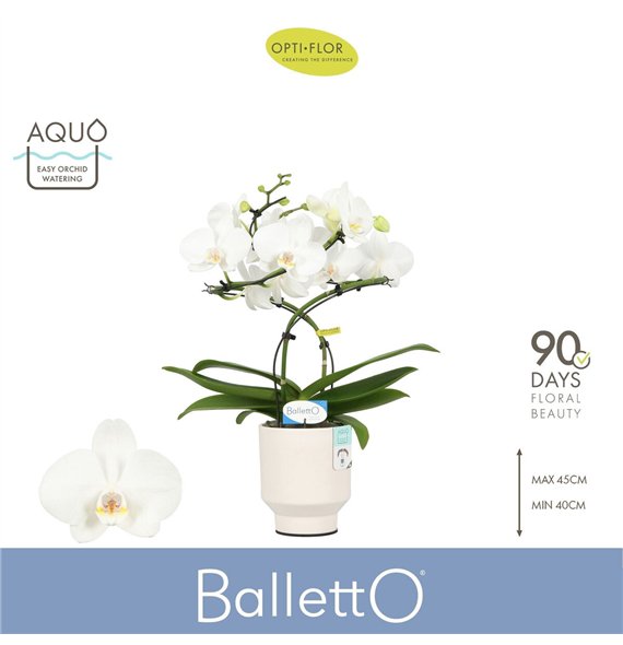 Orhideja Phalaenopsis wit Balletto Wing 2 spike in Emilia White Aquo 16 fl  stems plnt 2000 gram 40cm 12cm Q3331