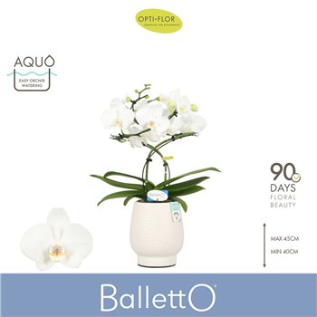 Orhideja Phalaenopsis wit Balletto Wing 2 spike in Abruzzo White Aquo 16 fl  stems plnt 2000 gram 40cm 12cm Q3332