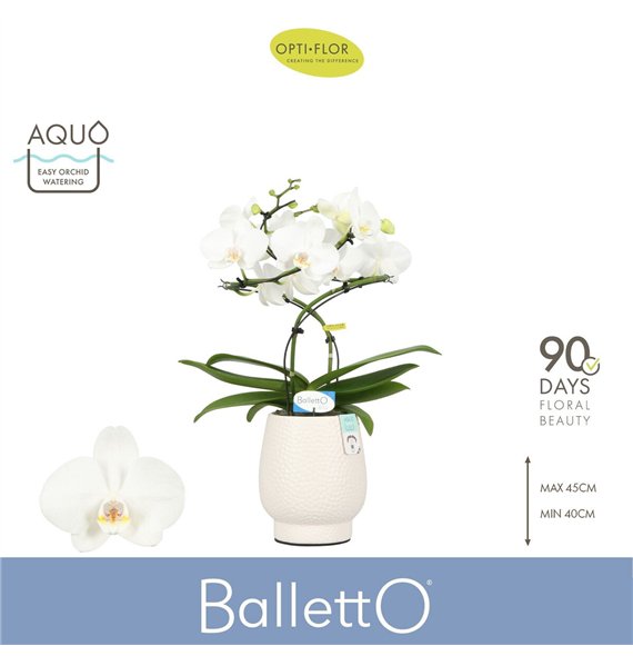 Orhideja Phalaenopsis wit Balletto Wing 2 spike in Abruzzo White Aquo 16 fl  stems plnt 2000 gram 40cm 12cm Q3332