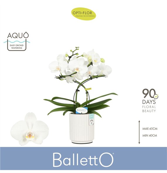 Orhideja Phalaenopsis anthura madrid Balletto Wing 2 spike in Molise White Aquobl  stems plnt 2000 gram 40cm 12cm Q3333