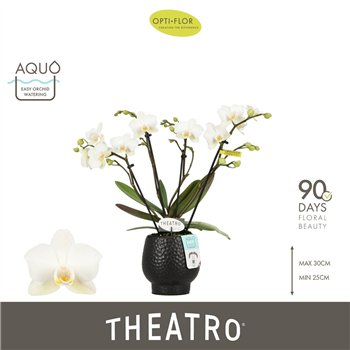Orhideja Phalaenopsis multiflora wit Theatro Funk 4 spike in Abruzzo Black Aquo16 fl  stems plnt 150 30cm 7cm Q3384