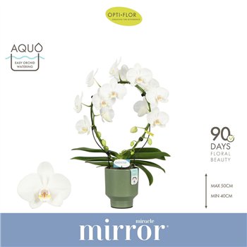 Orhideja Phalaenopsis wit Mirror Miracle Aurora 2 spike in Emilia Green Aquo 15 fl  stems plnt 2000 gram 50cm 12cm Q3392