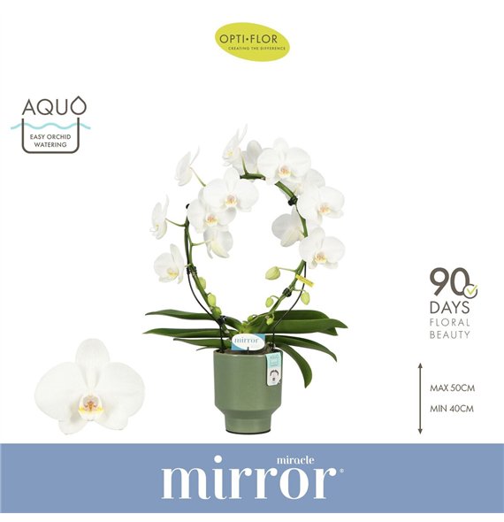 Orhideja Phalaenopsis wit Mirror Miracle Aurora 2 spike in Emilia Green Aquo 15 fl  stems plnt 2000 gram 50cm 12cm Q3392
