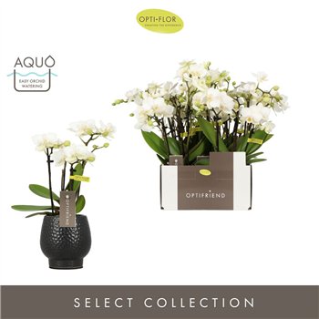 Orhideja Phalaenopsis multiflora wit Optifriend Sandra 4 spike in Abruzzo Black Aquo18 fl  stems plnt 150 25cm 7cm Q3400