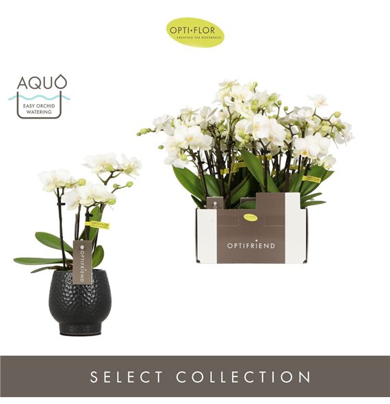 Orhideja Phalaenopsis multiflora wit Optifriend Sandra 4 spike in Abruzzo Black Aquo18 fl  stems plnt 150 25cm 7cm Q3400