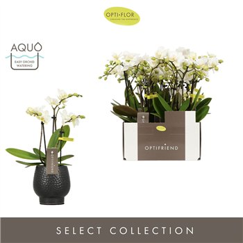 Orhideja Phalaenopsis multiflora wit Optifriend Sandra 3 spike in Abruzzo Black Aquo15 fl  stems plnt 150 25cm 7cm Q3401