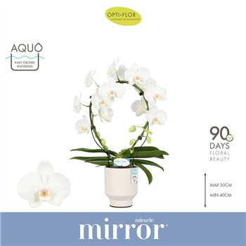Orhideja Phalaenopsis wit Mirror Miracle Aurora 2 spike in Emilia White Aquo 15 fl  stems plnt 2000 gram 50cm 12cm Q3409