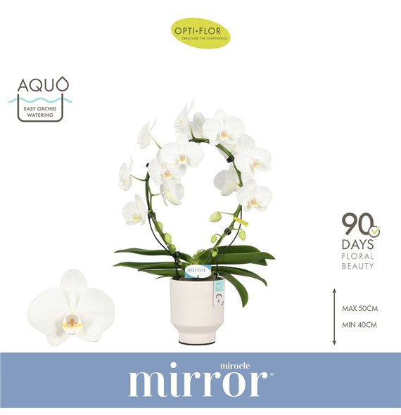 Orhideja Phalaenopsis wit Mirror Miracle Aurora 2 spike in Emilia White Aquo 15 fl  stems plnt 2000 gram 50cm 12cm Q3409