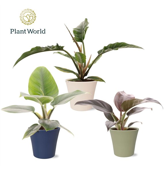 Miks lončnic Philodendron mix in pot Coco collectie Top Bend 1 pp 40cm 14cm Q3552