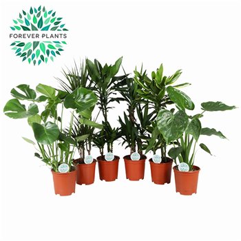 Miks lončnic green Mix plants p21 1 pp 90cm 21cm Q3592