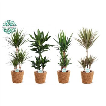 Miks lončnic green Mix plants p21 in GABY Košara 1 pp 90cm 21cm Q3596