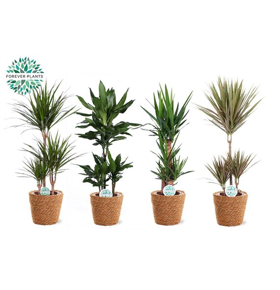 Miks lončnic green Mix plants p21 in GABY Košara 1 pp 90cm 21cm Q3596