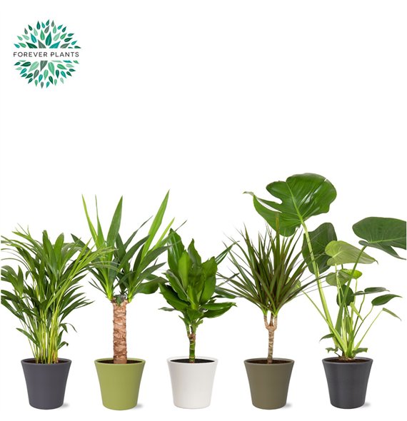 Miks lončnic green Mix p14 in COCO ceramic 1 pp 50cm 14cm Q3605