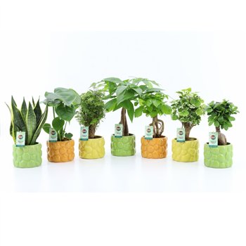 Miks lončnic Exotic Green Mix in La Dolce Frutta 1 pp 35cm 15cm Q3653