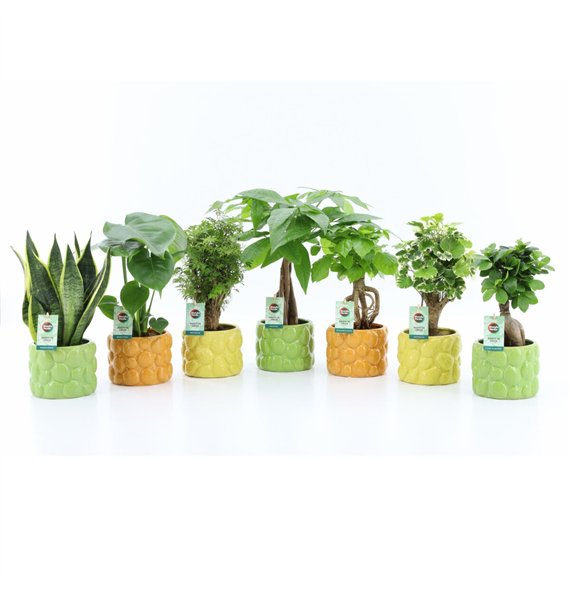 Miks lončnic Exotic Green Mix in La Dolce Frutta 1 pp 35cm 15cm Q3653