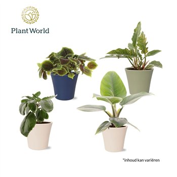 Miks lončnic Groenmix Island Saver in pot coco 1 pp 40cm 14cm Q3671