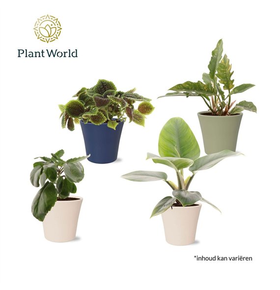 Miks lončnic Groenmix Island Saver in pot coco 1 pp 40cm 14cm Q3671