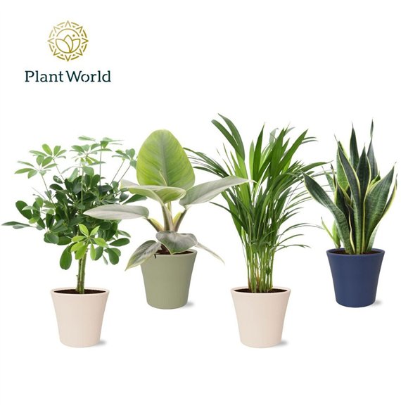 Miks lončnic Groenmix Jamaica in pot Coco collectie Top Blend 1 pp 45cm 14cm Q3678