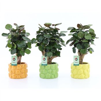 Polyscias fabian Fabian in Dolce Frutta 1 pp 40cm 15cm Q3725