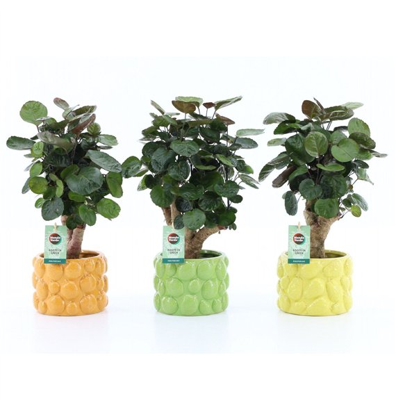 Polyscias fabian Fabian in Dolce Frutta 1 pp 40cm 15cm Q3725