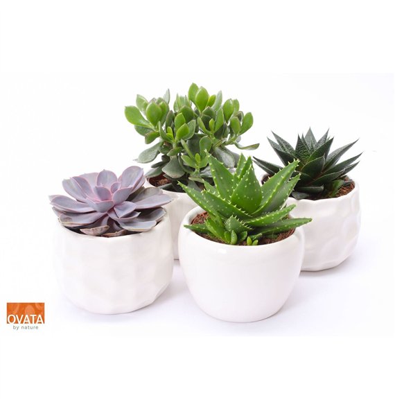 Sukulente mix Succulent in Paros 15 UK - NON CITES 30cm 15cm Q3784