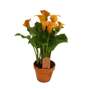 Kala Oranje in stenen pot3 fl 40cm 14cm Q3916