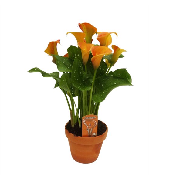 Kala Oranje in stenen pot3 fl 40cm 14cm Q3916