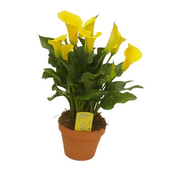 Kala sunclub Geel in stenen pot3 fl 40cm 14cm Q3918