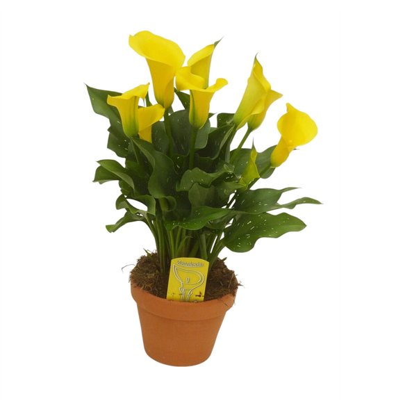 Kala sunclub Geel in stenen pot3 fl 40cm 14cm Q3918