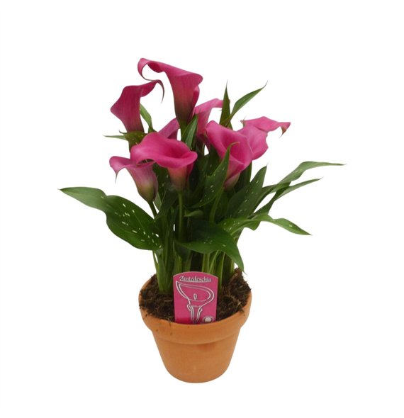 Kala zazu Roze in stenen pot8 fl 40cm 14cm Q3919