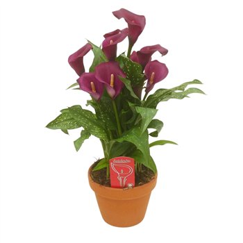 Kala royal valentine Royal Valentine in stenen pot8 fl 40cm 14cm Q3935