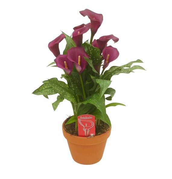 Kala royal valentine Royal Valentine in stenen pot8 fl 40cm 14cm Q3935