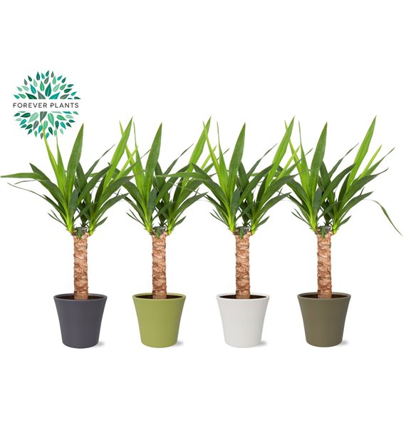 Juka p14  30 cm (2+ heads) in COCO ceramic 1 pp 60cm 14cm Q3989