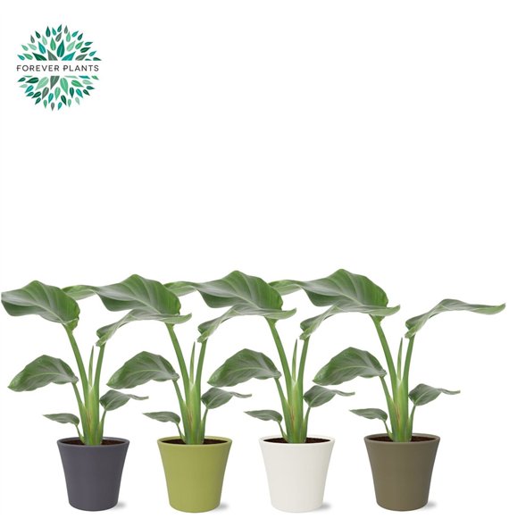 Strelicija nicolai Nicolai p14 in COCO ceramic 1 pp without flower fl 40cm 14cm Q4730