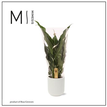 Spatifil sweet chico Sweet Chico - 13cm in Atlanta White | Mimesis 5 fl  1 pp 55cm 13cm Q4764